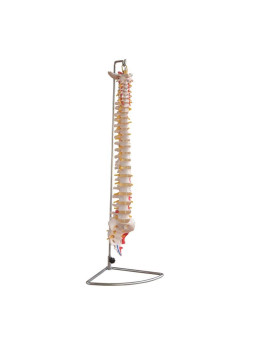 VERTEBRAL COLUMN WITH PAINTED MUSCLES